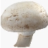 White Button Mushroom Liquid Culture Syringe – Liquid Fungi